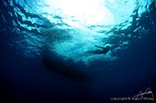 Odyssea Diver